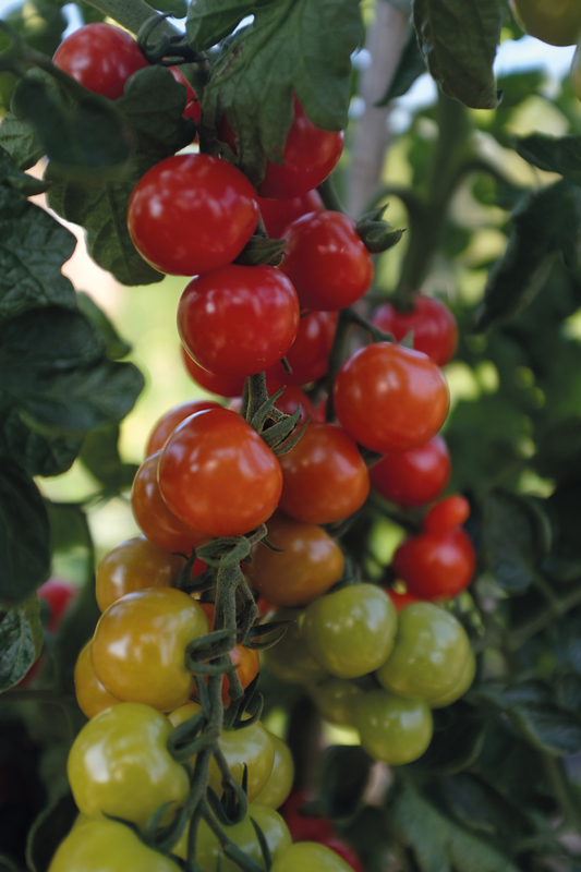 Alternativ bild 1 för Körsbärstomat 'Rubylicious' F1