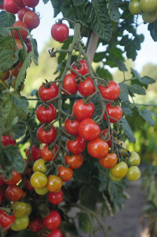 Tomat Rubylicious F1 - Solanum lycopersicum Rubylicious F1