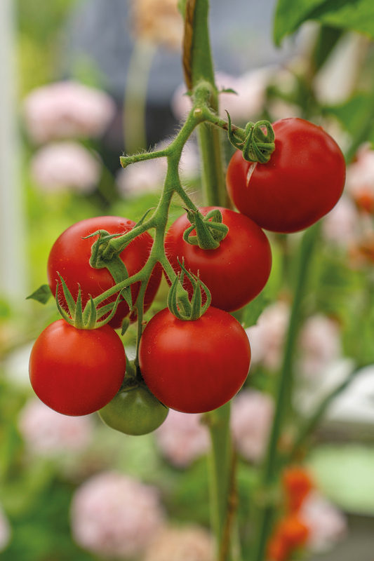 Alternativ bild 1 för Tomat 'Cocktail Crush' F1