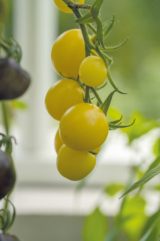 Alternativ bild 0 för Körsbärstomat 'White Cherry'