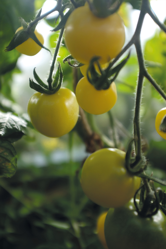 Alternativ bild 1 för Körsbärstomat 'White Cherry'