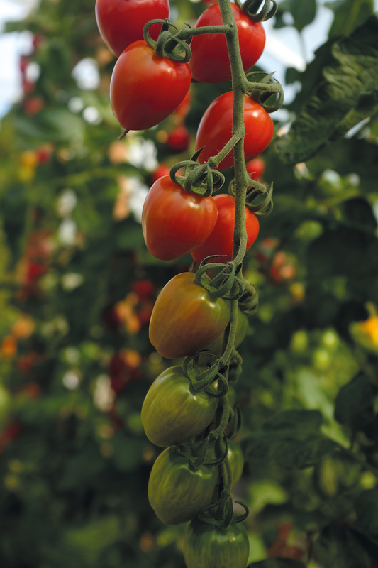 Tomat Lovertino F1 - Solanum lycopersicum Lovertino F1