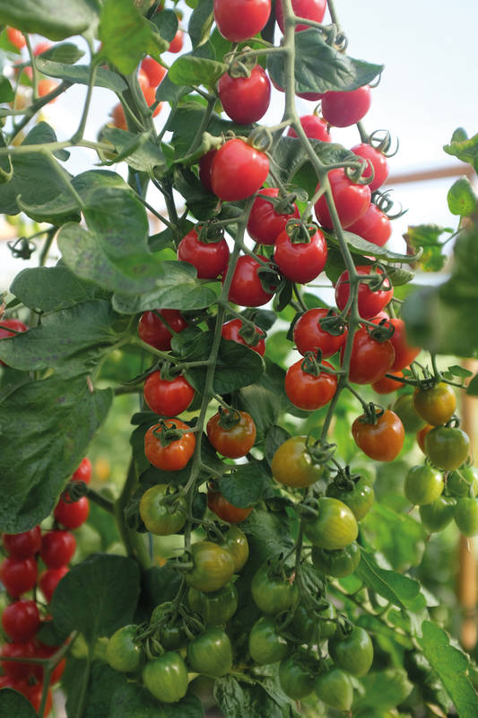 Alternativ bild 1 för Körsbärstomat 'Lovertino' F1