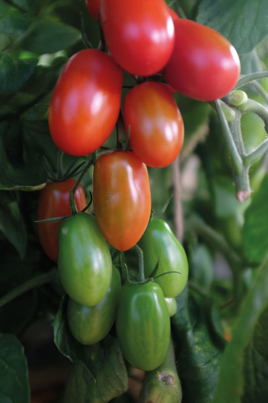 Alternativ bild 0 för Tomat 'Ravello' F1