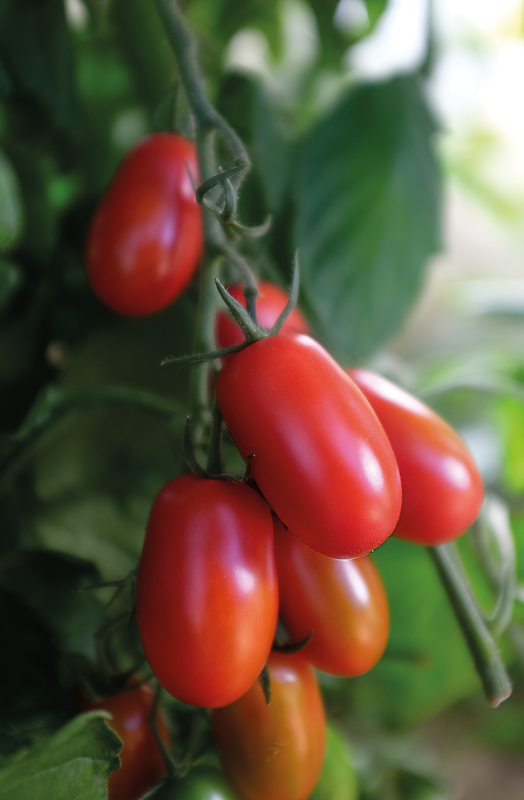 Alternativ bild 1 för Tomat 'Ravello' F1