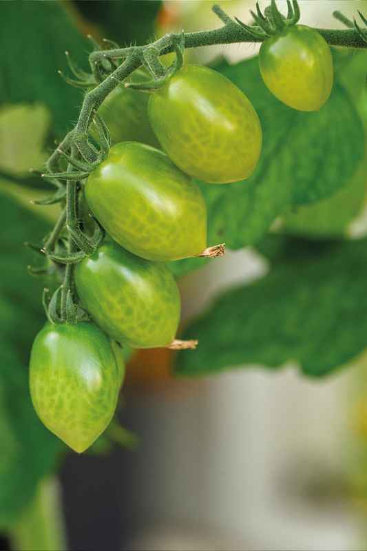 Alternativ bild 0 för Körsbärstomat 'Green Envy'