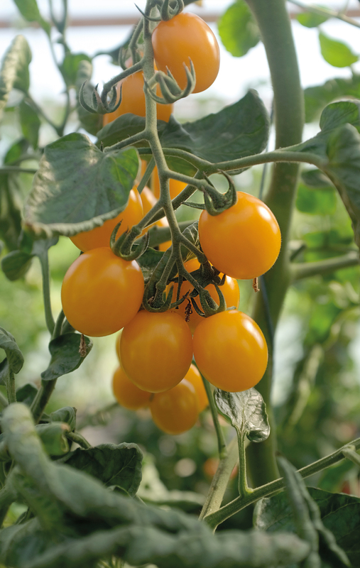 Alternativ bild 1 för Körsbärstomat 'Golden Pearl' F1