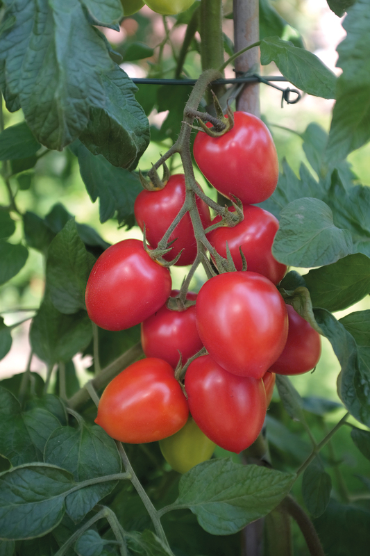Plommontomat Nagina F1 - Solanum lycopersicum Nagina F1