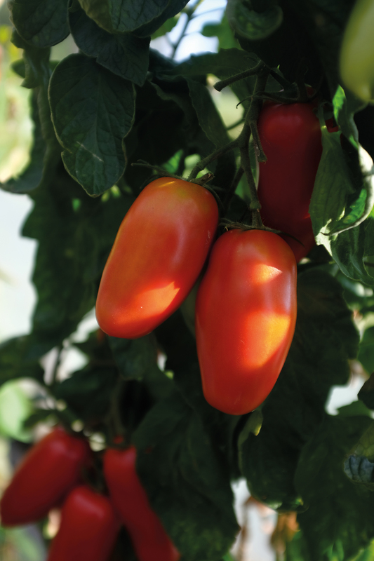 Alternativ bild 0 för Plommontomat 'Agro' F1, ekologisk