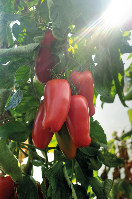 Alternativ bild 1 för Plommontomat 'Agro' F1, ekologisk