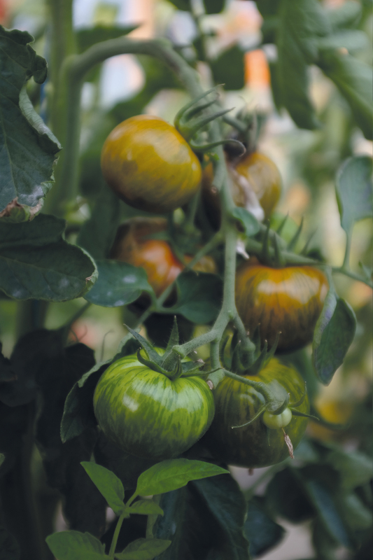 Alternativ bild 0 för Tomat 'Green Zebra'