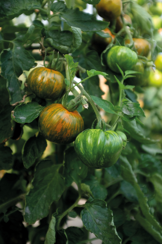 Alternativ bild 1 för Tomat 'Green Zebra'