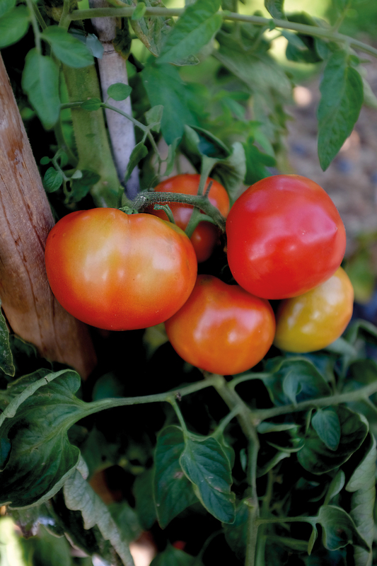 Bifftomat Oh Happy Day F1 - Solanum lycopersicum Oh Happy Day F1