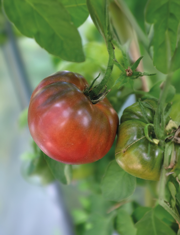 Bifftomat Noire De Crimée - Solanum lycopersicum Noire De Crimée