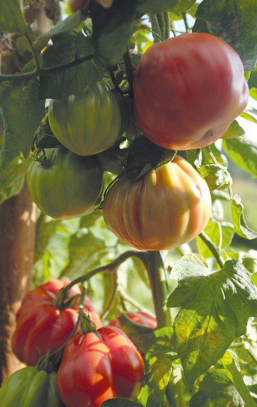 Alternativ bild 1 för Tomat 'Liguria'