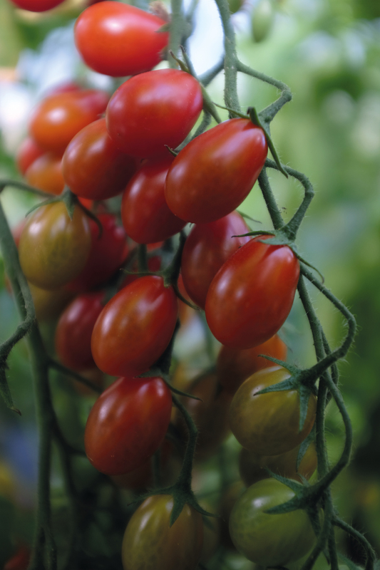 Alternativ bild 0 för Vinbärstomat 'Petita', ekologisk