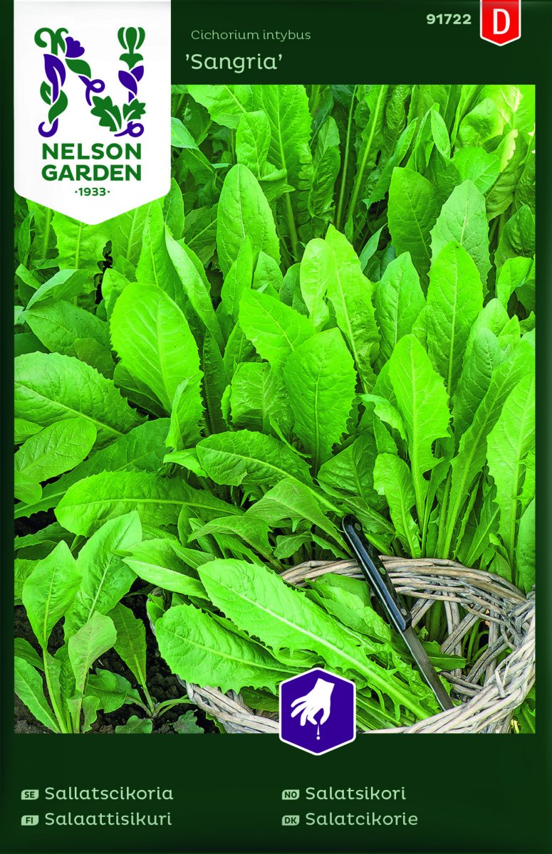 Sallatscikoria Sangria - Cichorium intybus Sangria