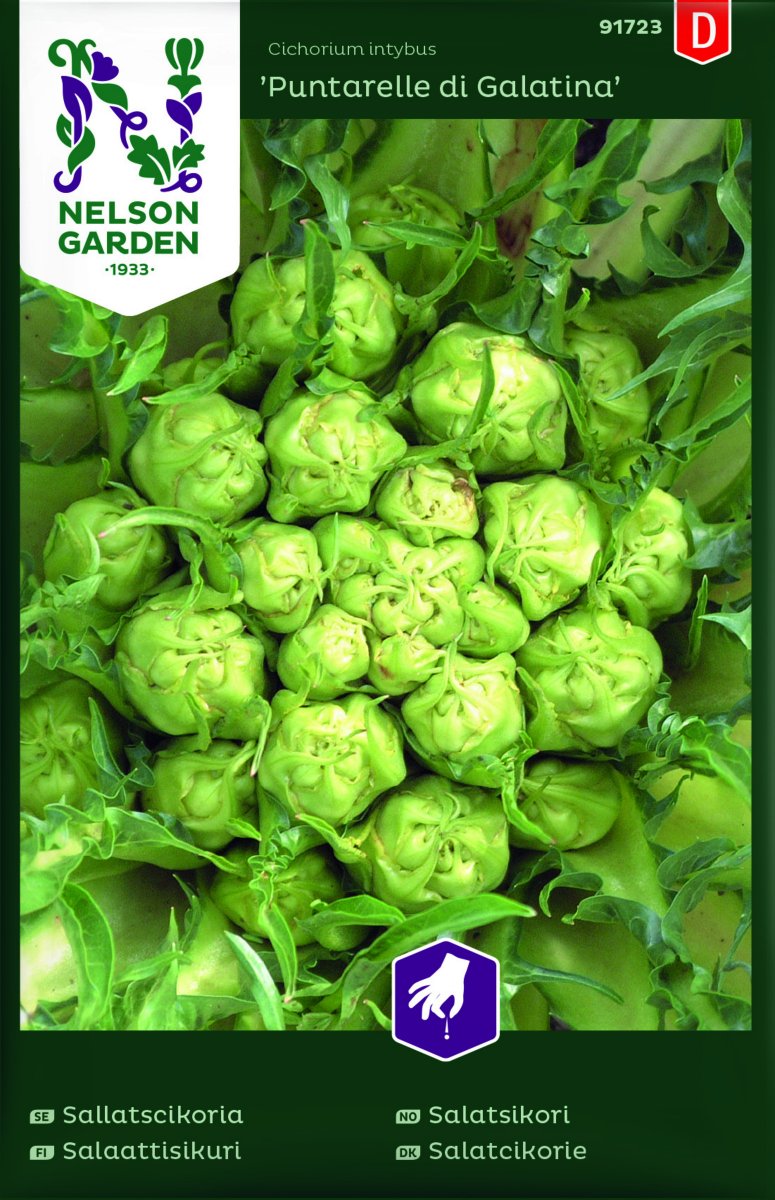 Sallatscikoria Puntarelle di Galatina - Cichorium intybus Puntarelle di Galatina