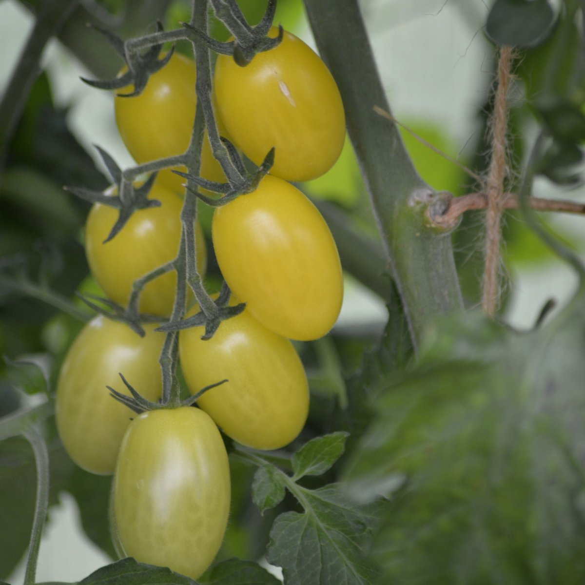 Plommontomat Krebs Lemon Drops F1 - Solanum lycopersicum Krebs Lemon Drops F1