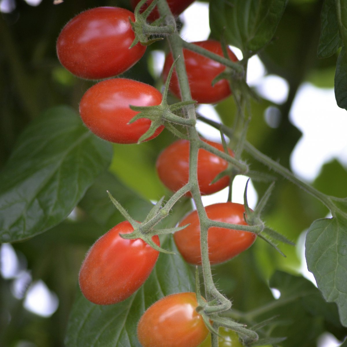 Plommontomat San Marzano Krebs Elena F1 - Solanum lycopersicum Krebs Elena F1