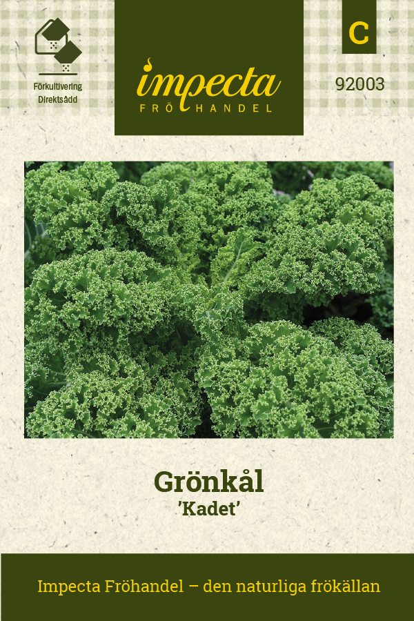 Grönkål Kadet - Brassica oleracea Kadet