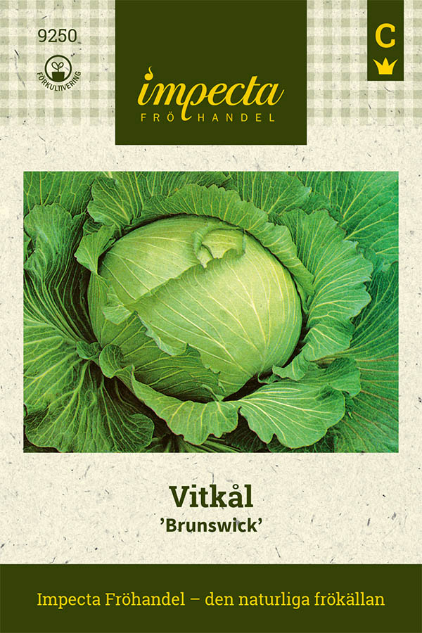 Vitkål Brunswick - Brassica oleracea Brunswick