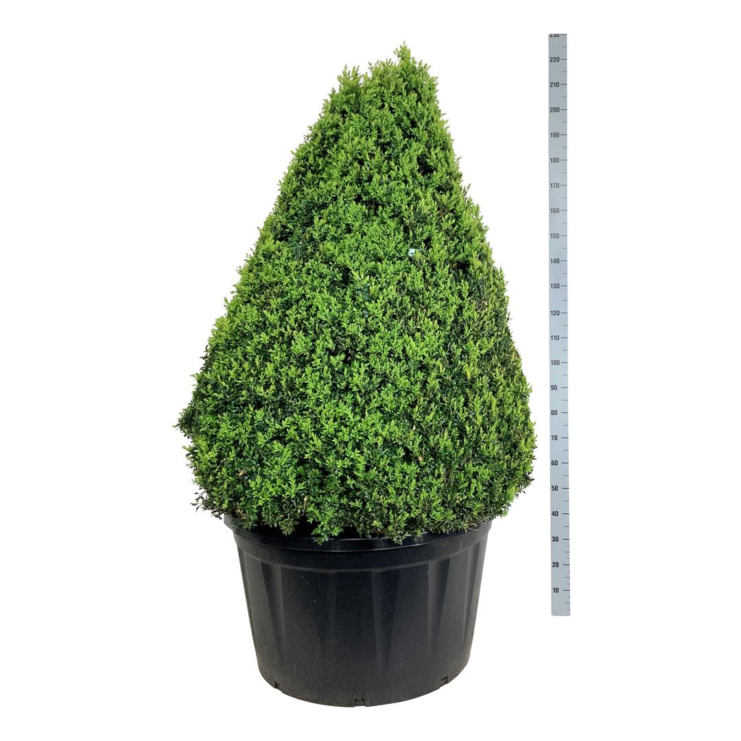 Buxbom Pyramid - Buxus sempervirens (Storlek: 125-150 C285)