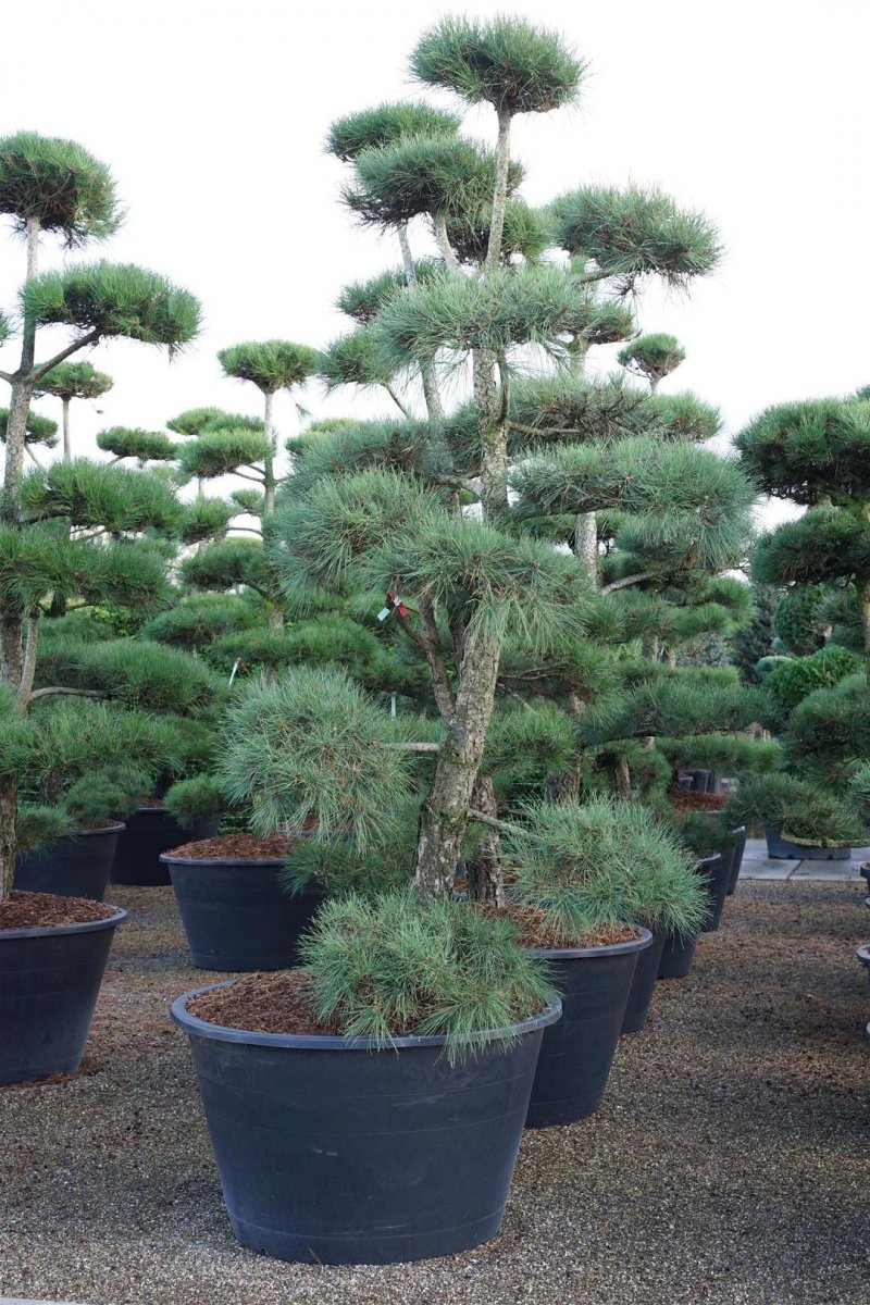 Svarttall Bonsai - Pinus nigra (Storlek: 175-200 C285)