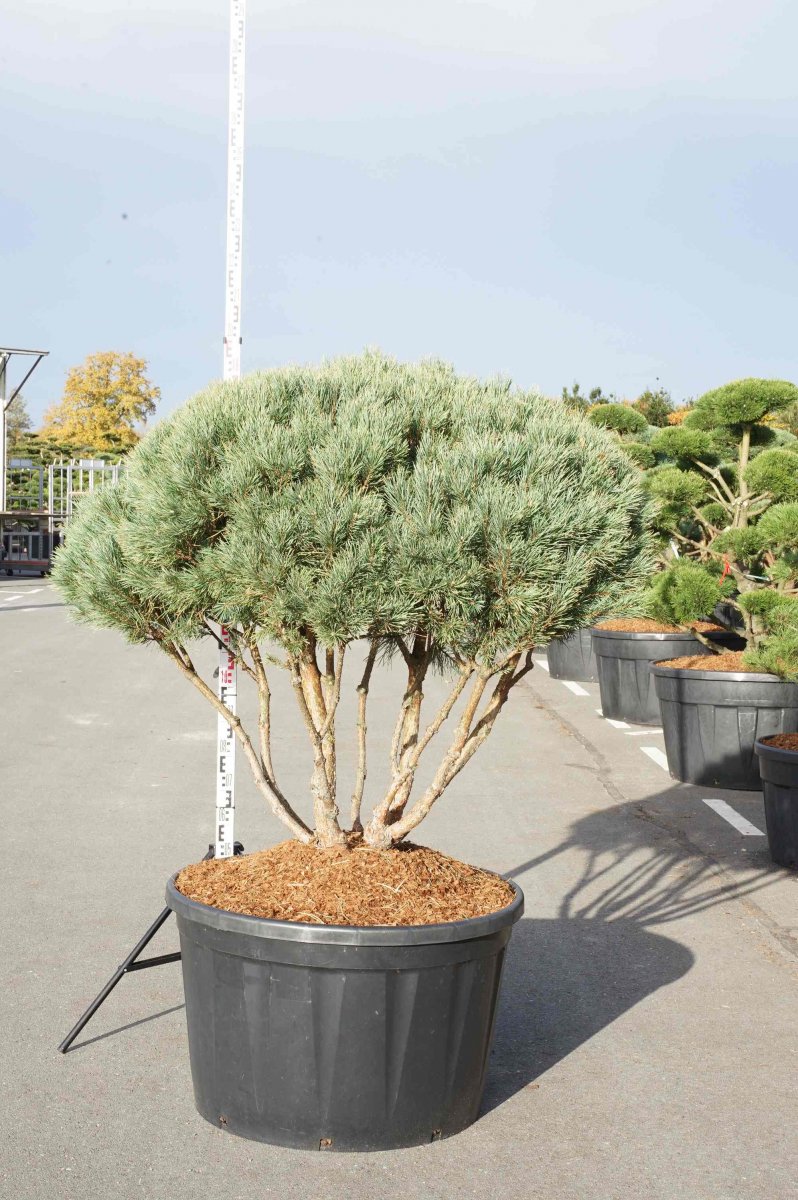 Skogstall - Pinus sylvestris Watereri (Nana) (Storlek: 80-100 C180)