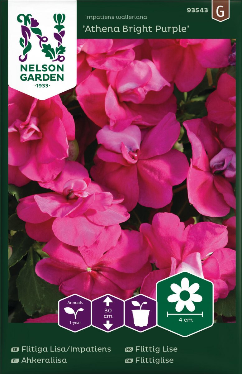 Flitiga Lisa Athena Bright Purple F1 - Impatiens walleriana Athena Bright Purple F1