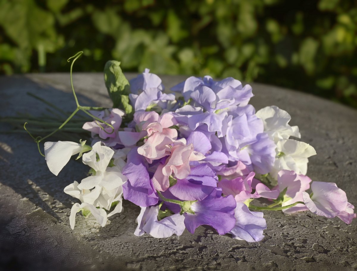 Lukt&auml;rt Spring Sunshine Above the Clouds - Lathyrus odoratus Spring Sunshine Above the Clouds
