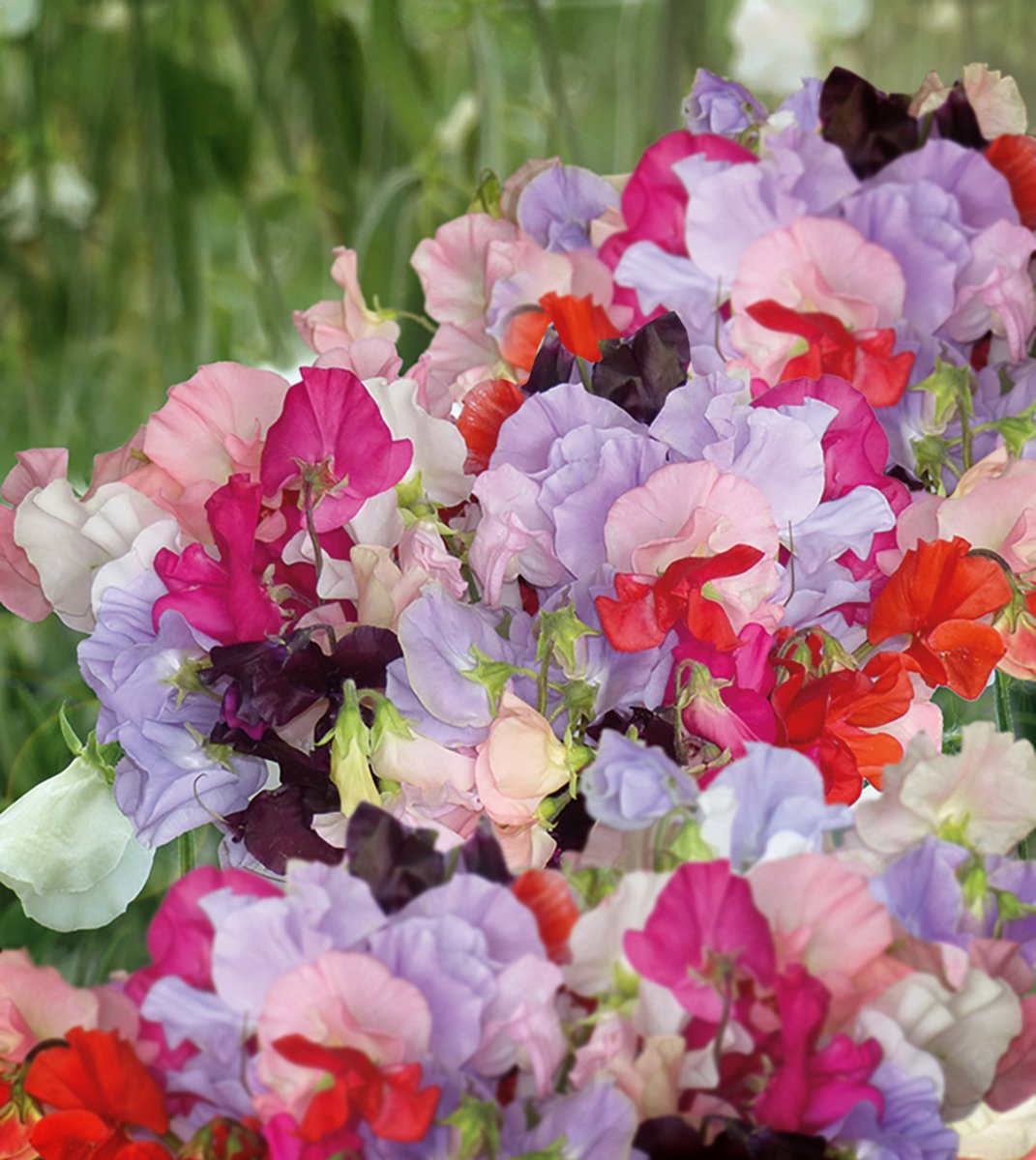Lukt&auml;rt Spring Sunshine - Lathyrus odoratus Spring Sunshine Summer Feeling