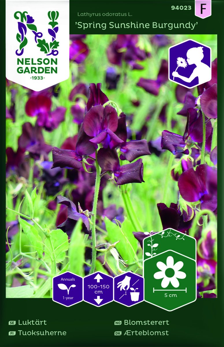 Lukt&auml;rt Spring Sunshine Burgundy - Lathyrus odoratus Spring Sunshine Burgundy