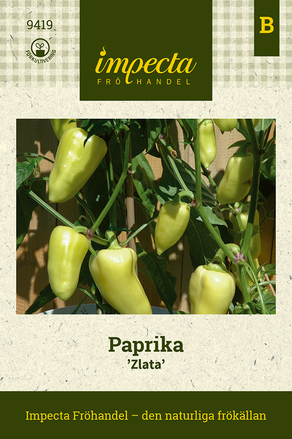 Paprika, Zlata - Capsicum annuum Zlata