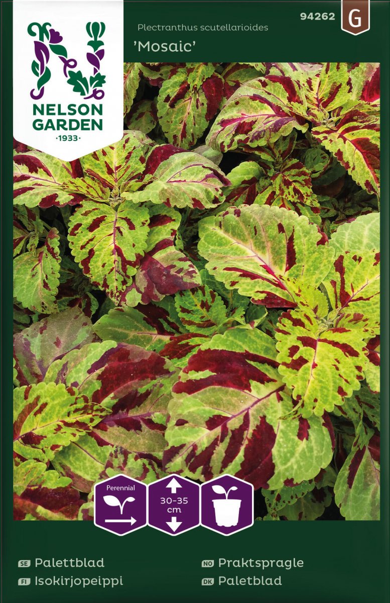 Palettblad Mosaic - Plectranthus scutellarioides Mosaic