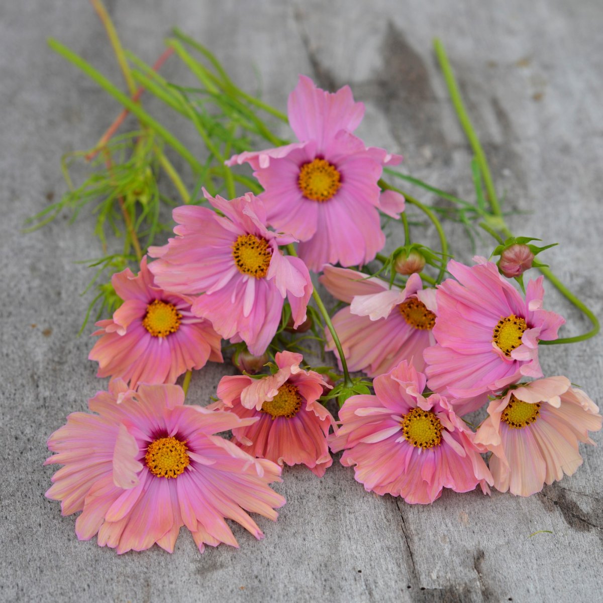 Rosenskära, Apricotta - Cosmos bipinnatus Apricotta
