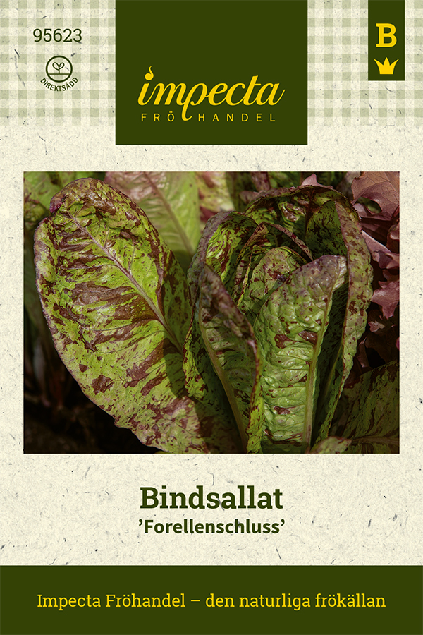 Sallat, Bind-, Forellenschluss - Lactuca sativa Forellenschluss
