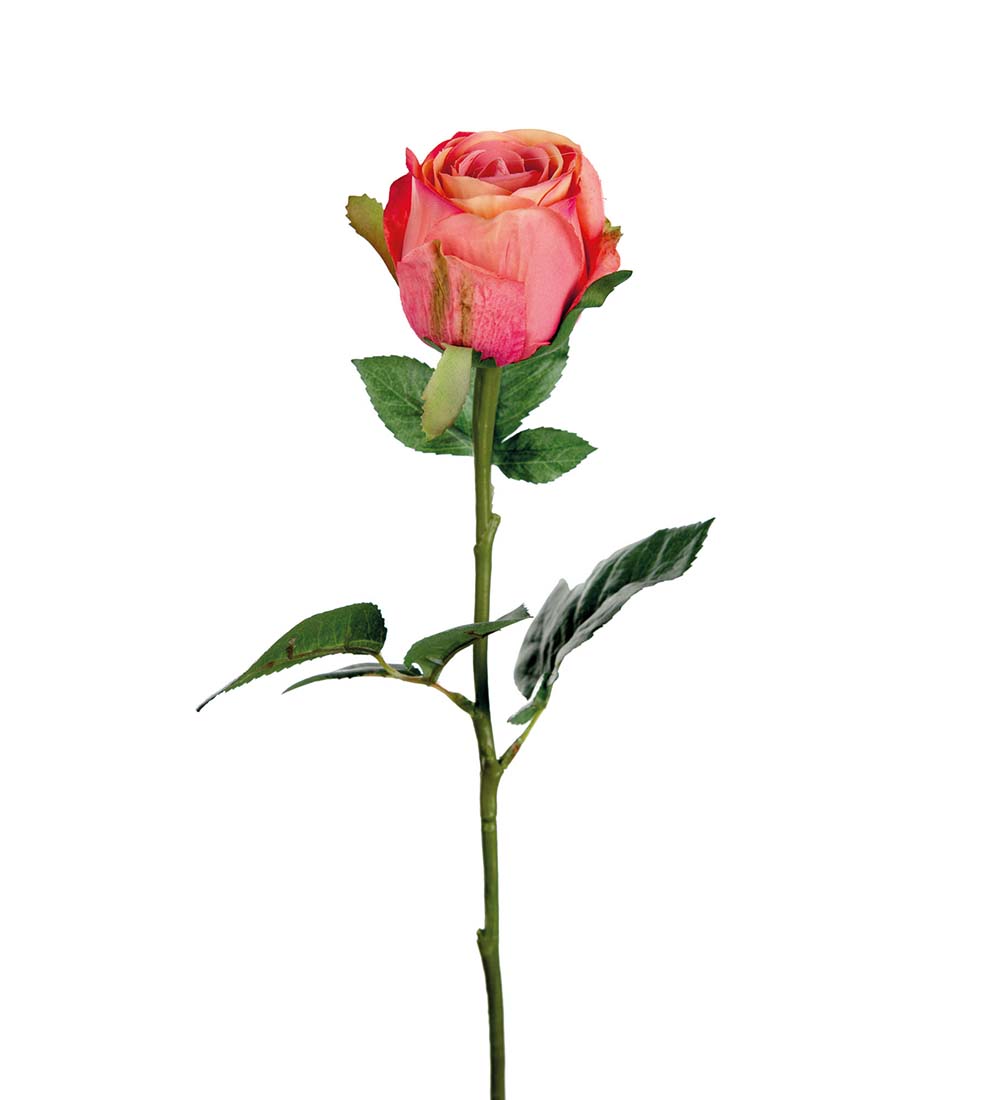 Ros Ceriseaprikos 50cm