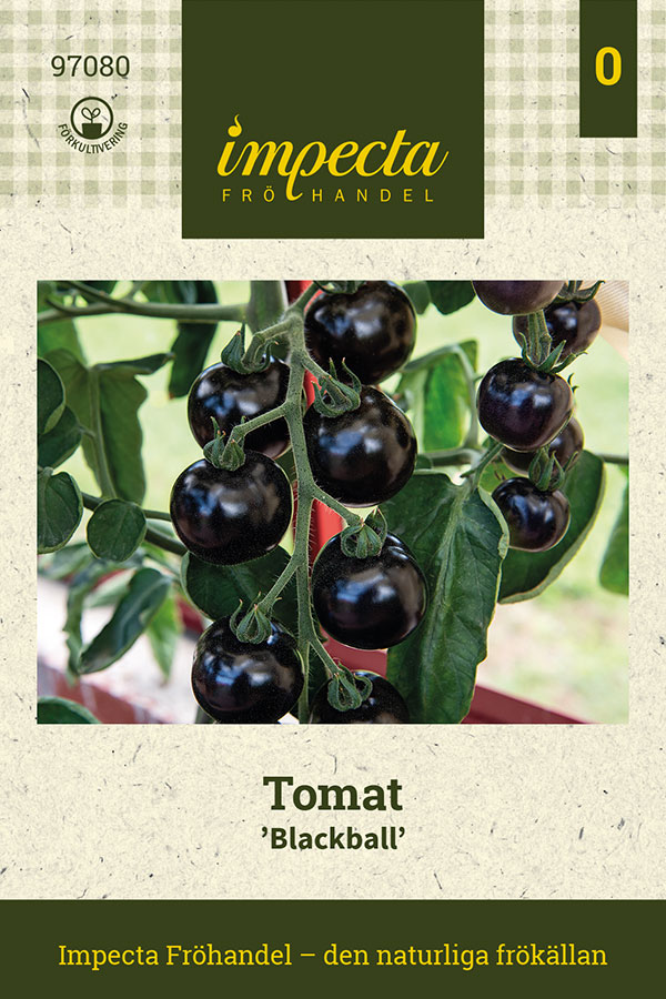 Tomat Blackball - Solanum lycopersicum Blackball