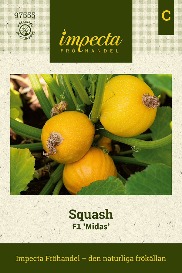 Squash, F1 Midas - Cucurbita pepo (Zucchini-gr) F1 Midas