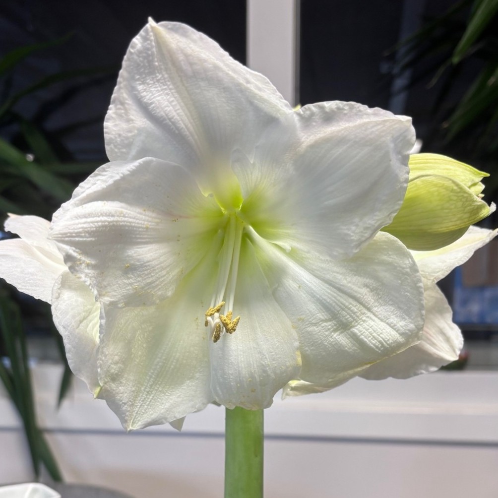 Hippeastrum White Candle ®, Amaryllis - Hippeastrum White Candle ®