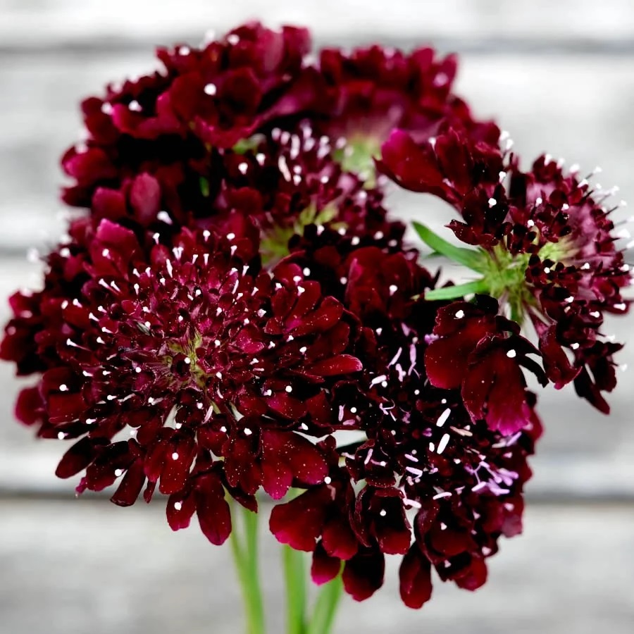 Praktv&auml;dd Black Knight - Scabiosa atropurpurea