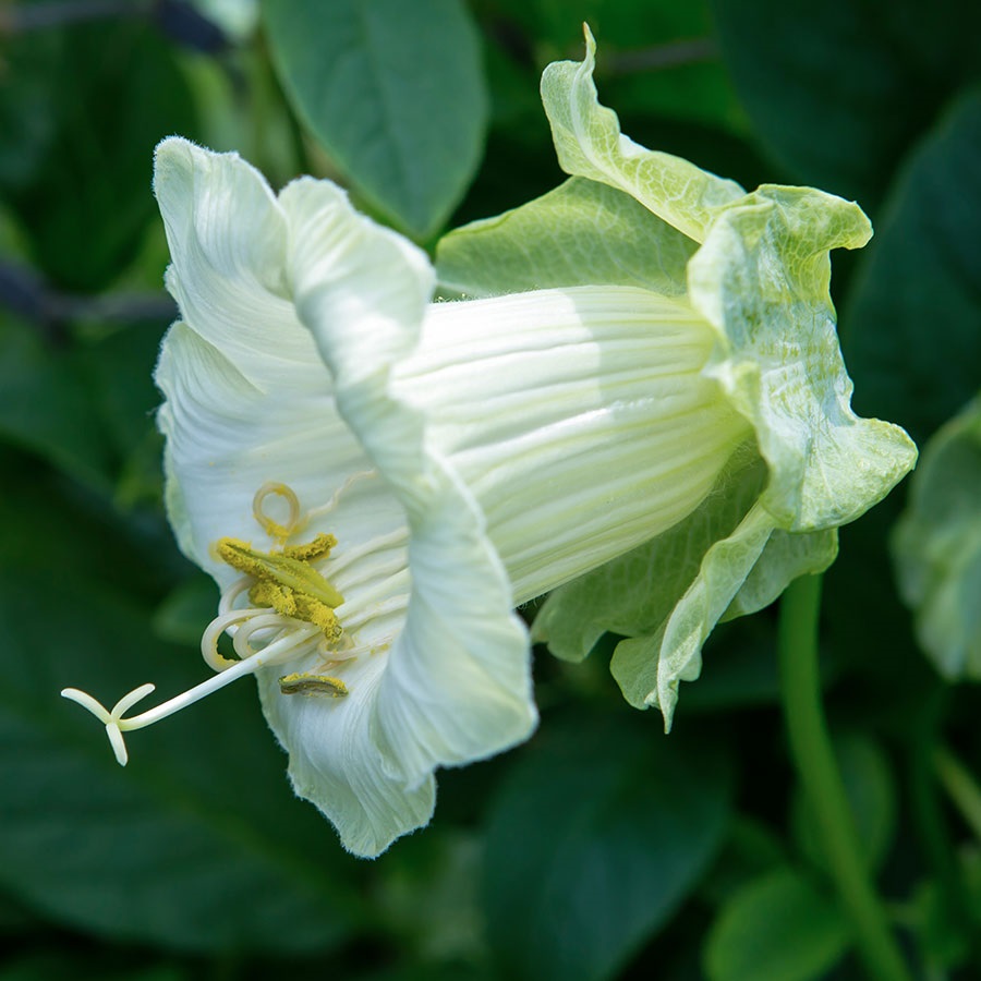 Klockranka Alba - Cobaea scandens Alba