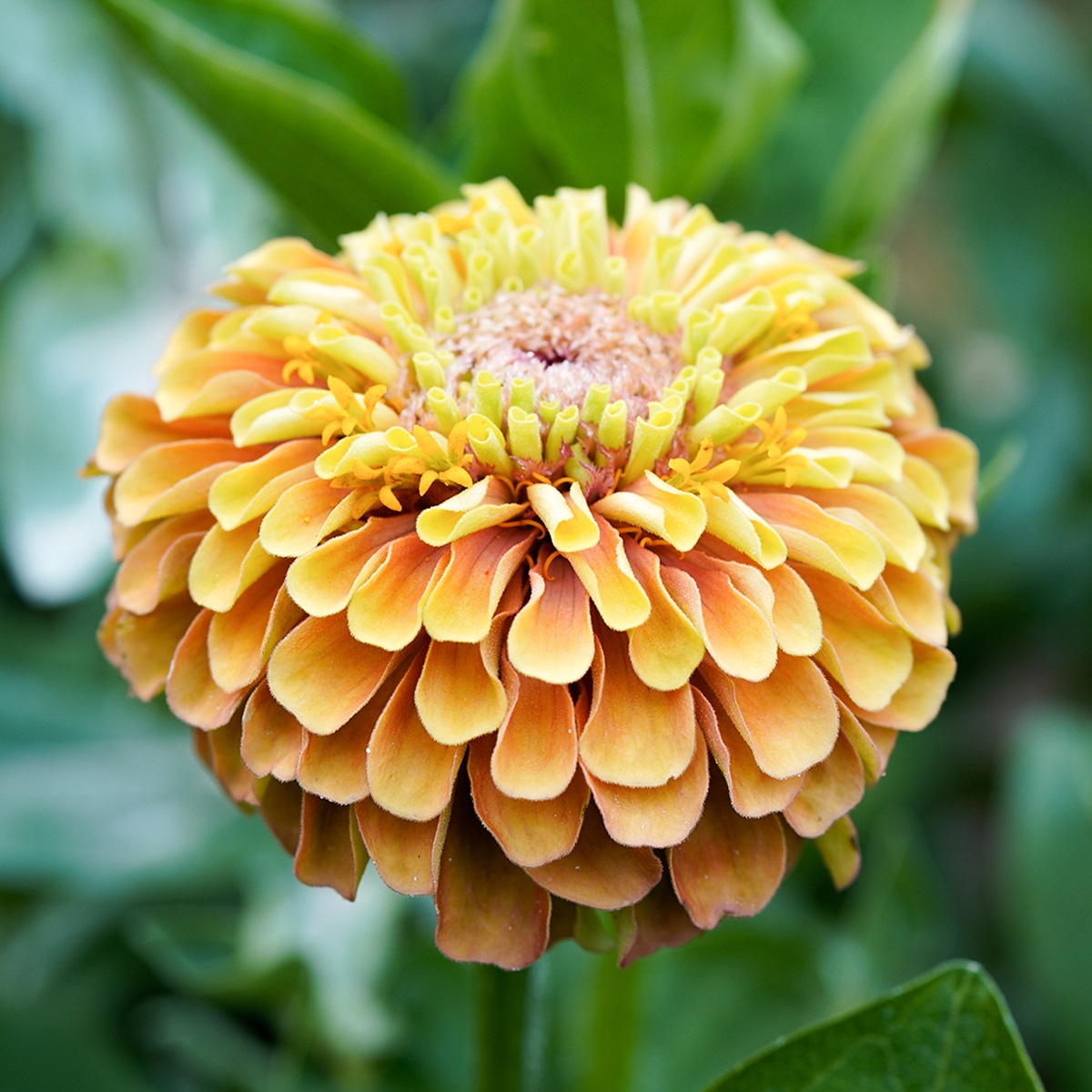 Zinnia, Queen Lime Orange - Zinnia elegans Queen Lime Orange