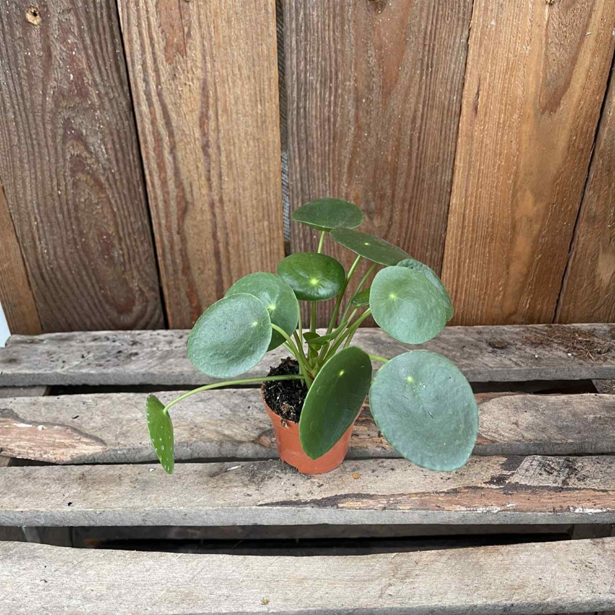 Pilea peperomioides, Elefant&ouml;ra - Pilea peperomioides (Krukstorlek: 6cm)