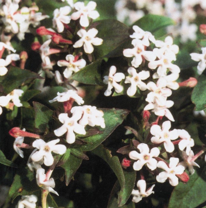 Läs mer om Abelia mosanensis Monia, Doftabelia, busk C5