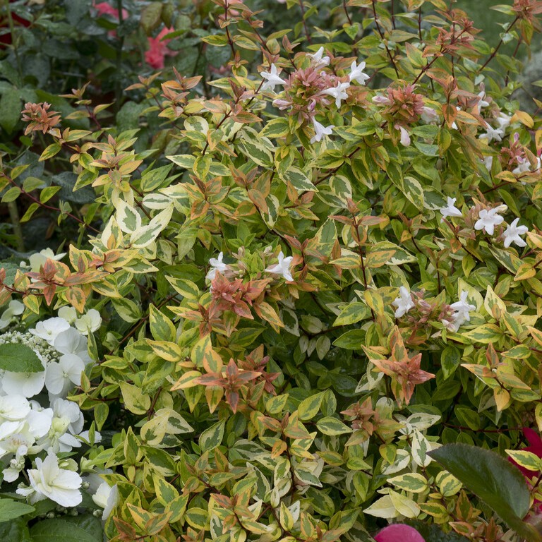 Abelia - Abelia x grandiflora Kaleidoscope &reg; (Storlek: 25-30 C3)