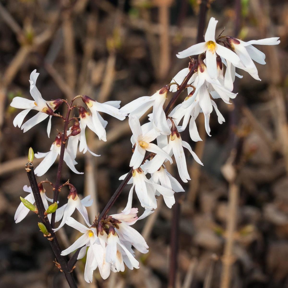 Läs mer om Abeliophyllum distichum, Vinterbuske