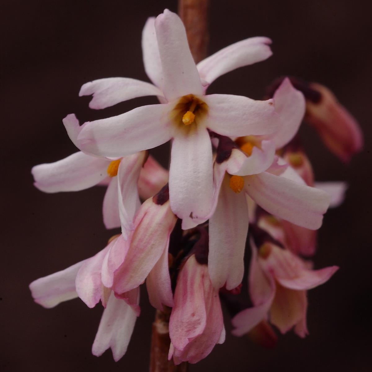Abeliophyllum distichum Roseum, Vinterbuske
