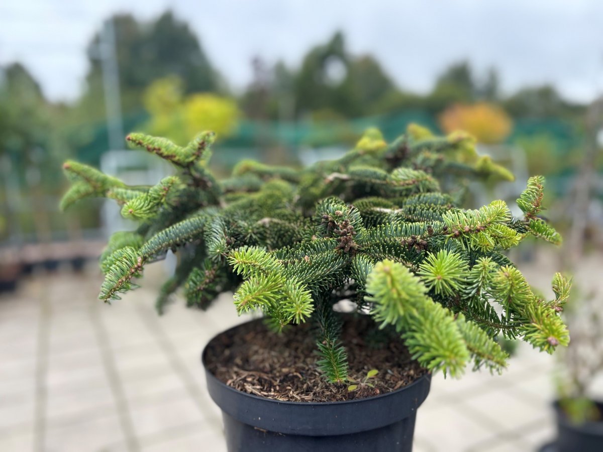 Grekgran - Abies cephalonica Meyer&acute;s Dwarf (Storlek: 30-40 C7,5)